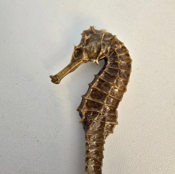 Vintage Taxidermy Seahorse Skeleton Natural Specimen 5" Hippocampus Erectus - Picture 3 of 14